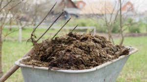 EU to rely on cow manure amid Iran war fertilizer crisis – Politico