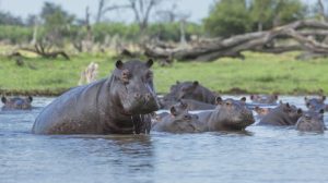 Russia leads international rescue effort for Escobar’s ‘cocaine hippos’