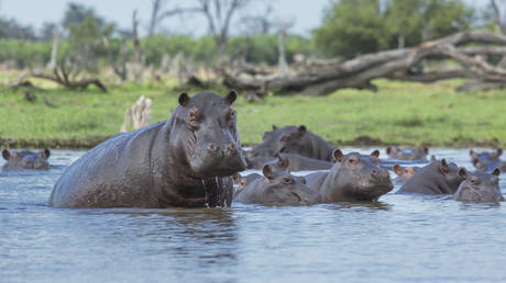 Russia leads international rescue effort for Escobar’s ‘cocaine hippos’