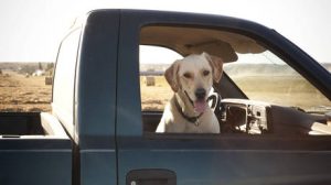 Dog shoots woman in Nebraska