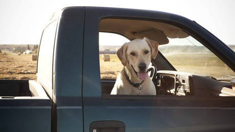 Dog shoots woman in Nebraska