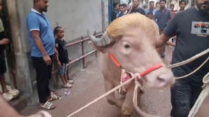 Bangladeshi minister saves ‘Donald Trump’ from sacrifice (VIDEO)
