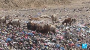 Palestine's Eid dampened by consequences of war on livestock