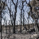 EU faces billions in wildfire costs – FT