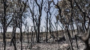 EU faces billions in wildfire costs – FT